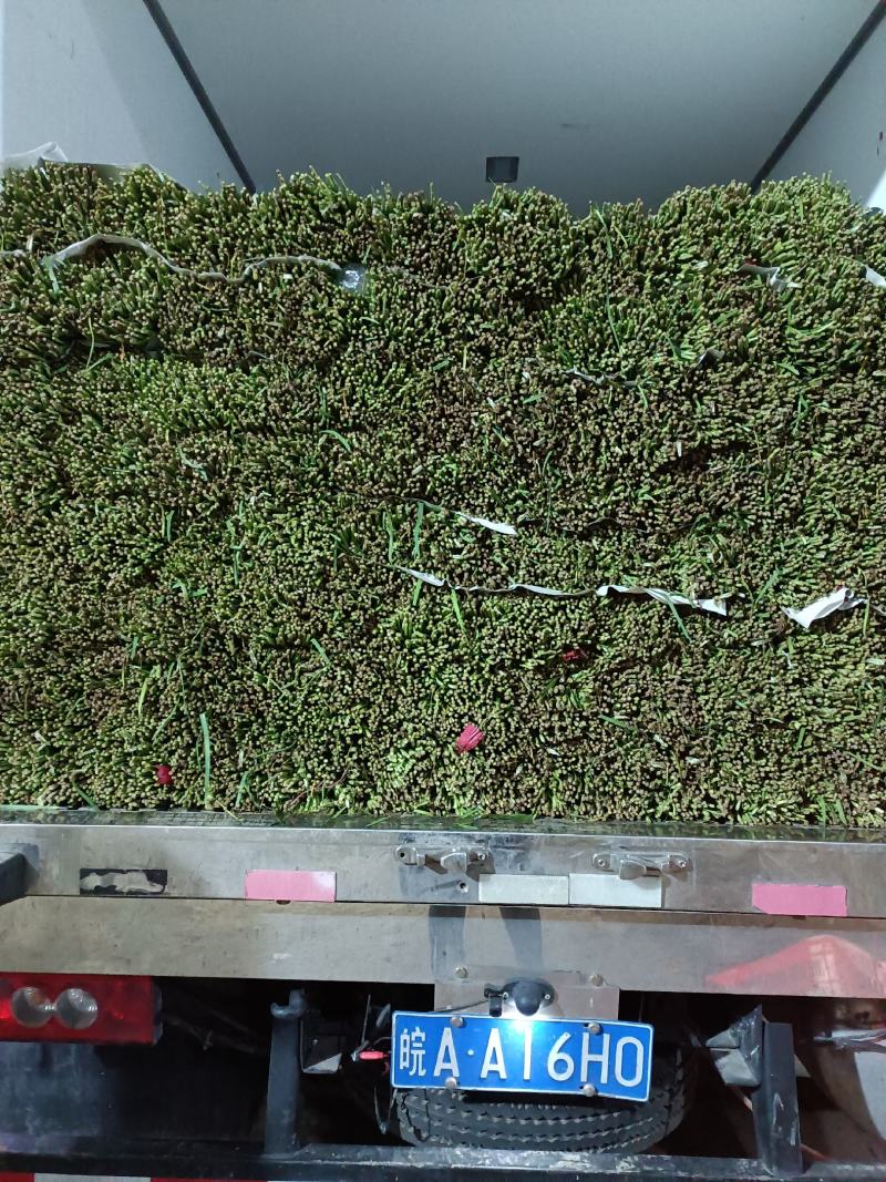 精品韭菜产地直发，货源充足！