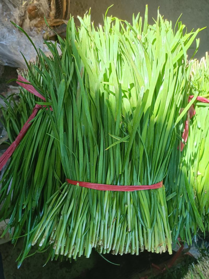 精品韭菜产地直发，货源充足！