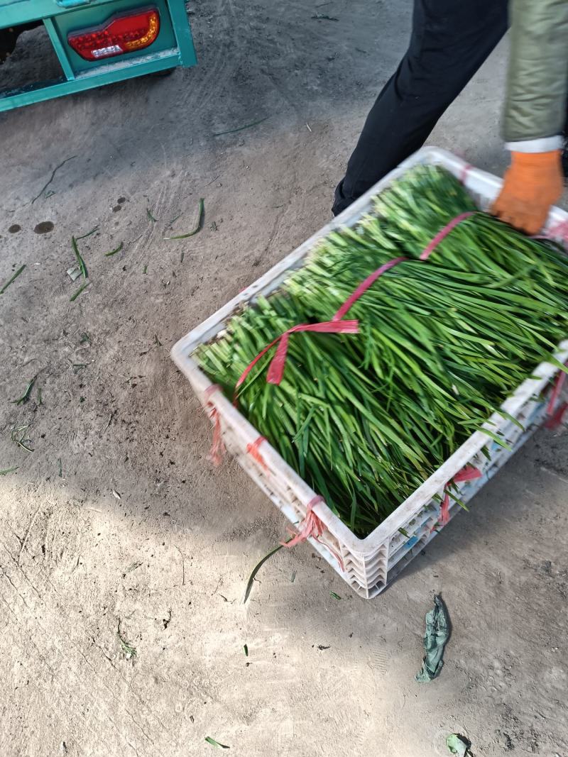 精品韭菜产地直发，货源充足！