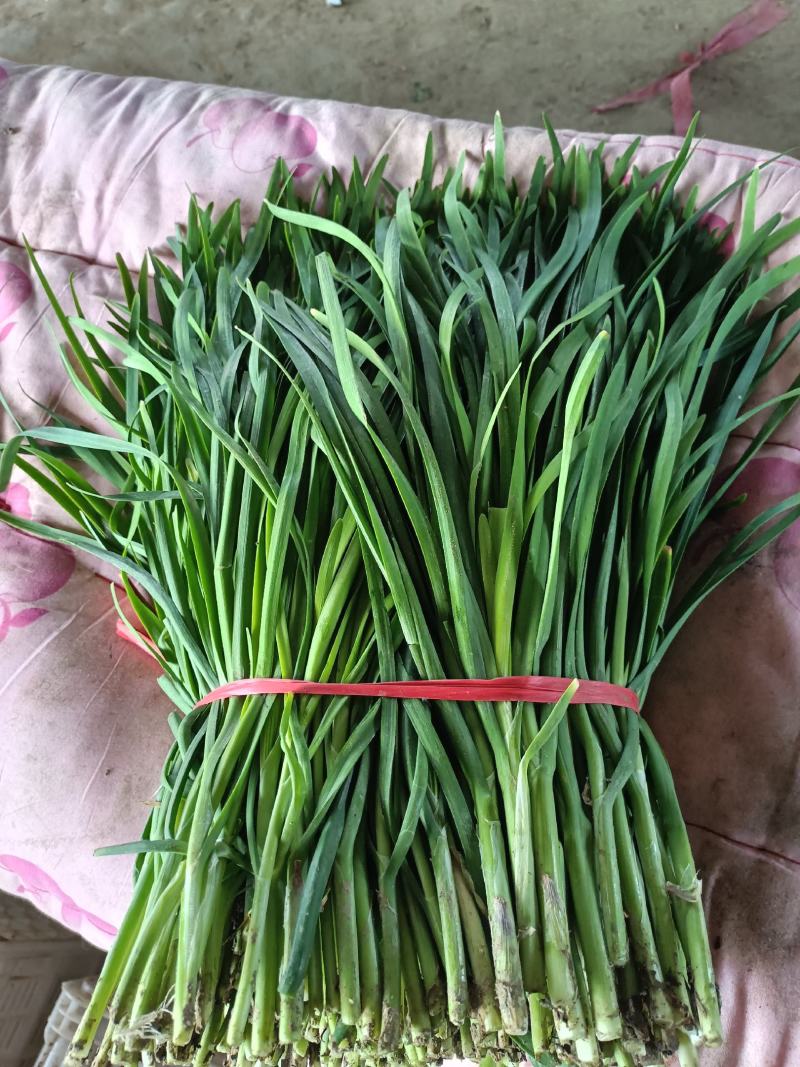 精品韭菜产地直发，货源充足！
