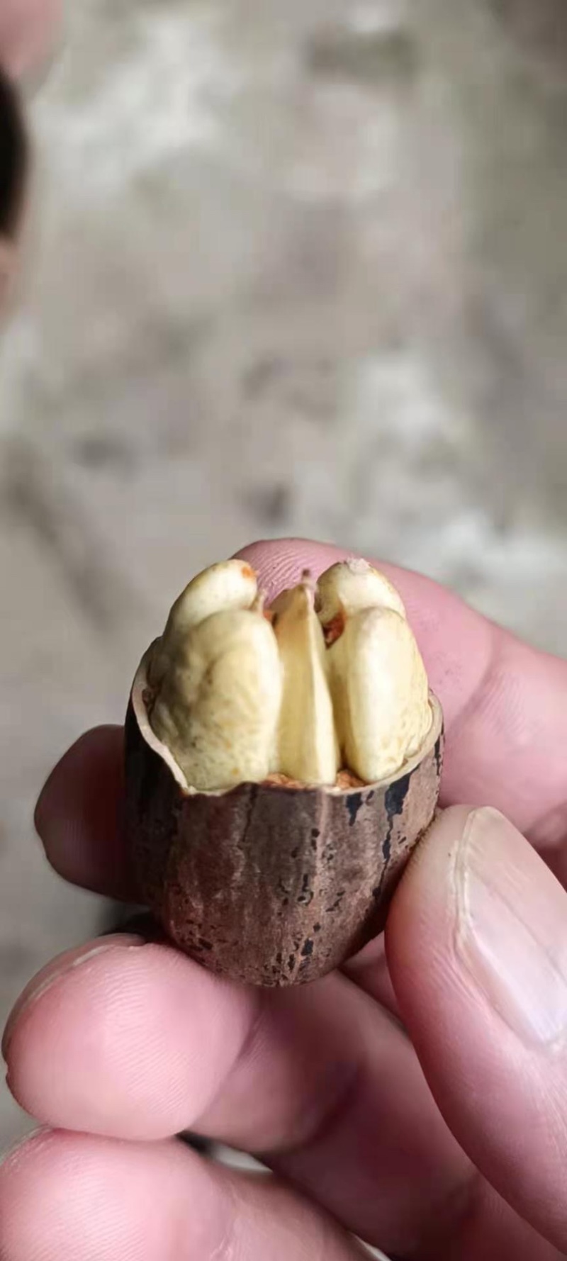新鲜碧根果