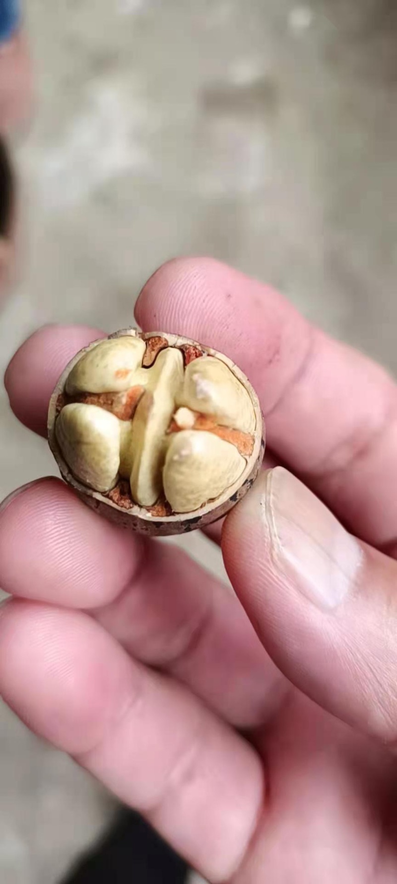 新鲜碧根果