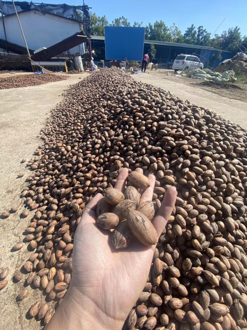 新鲜碧根果