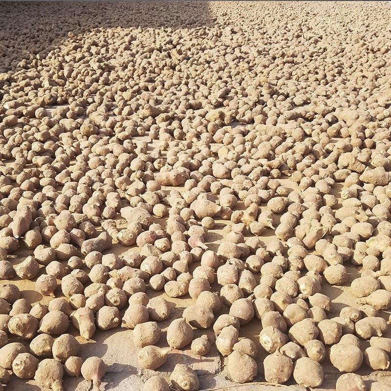 洋姜干菊芋干洋姜个子鬼子姜干品基地直发可代工