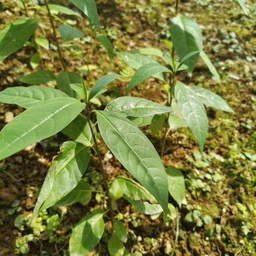 木姜子苗袋装苗量大从优