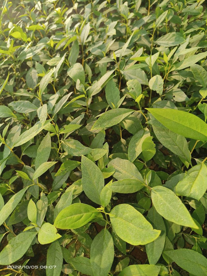 木姜子苗袋装苗量大从优