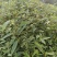 木姜子苗袋装苗量大从优