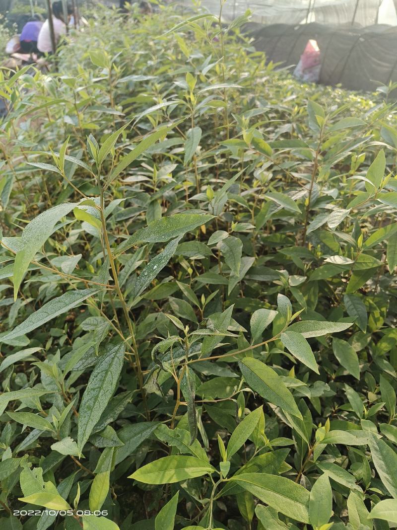 木姜子苗袋装苗量大从优