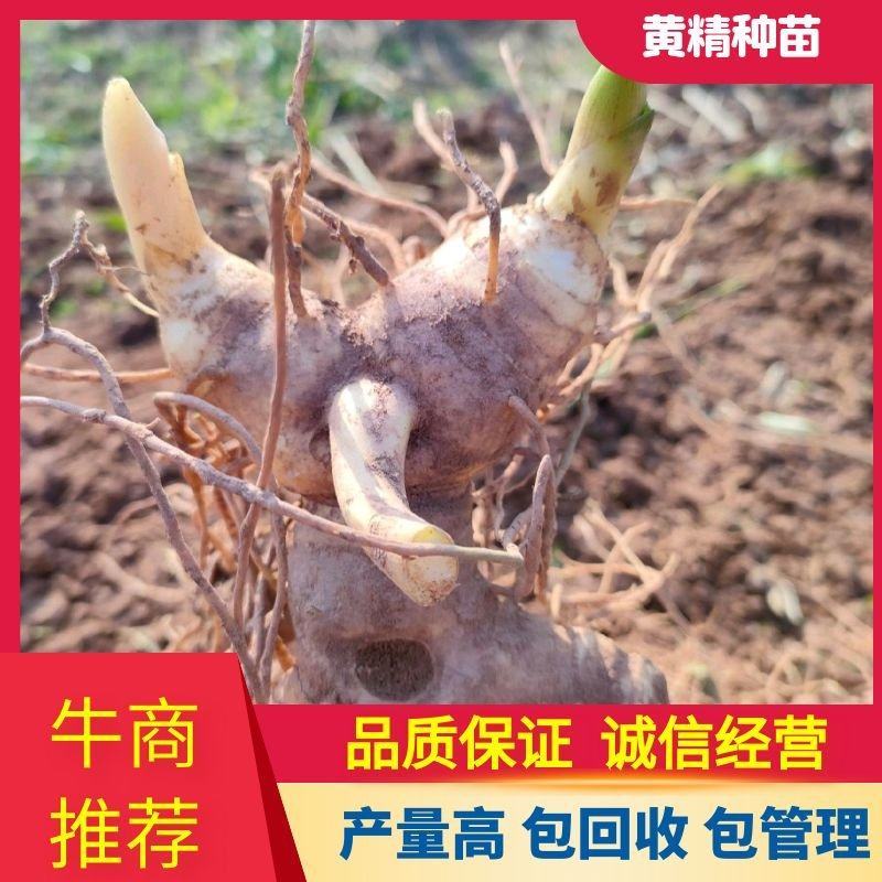 姜型多花不倒苗甜黄精，四川猫儿姜，老虎姜