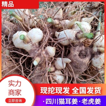 四川姜型多花不倒苗甜黄精，黄精块茎，猫儿姜，甜黄精，老虎