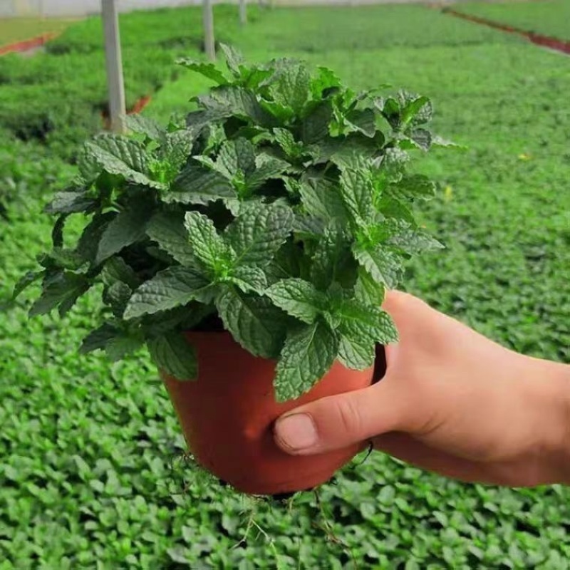 紫茎十香菜小叶十香菜香薄荷石香菜秧苗