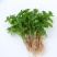 紫茎十香菜小叶十香菜香薄荷石香菜秧苗