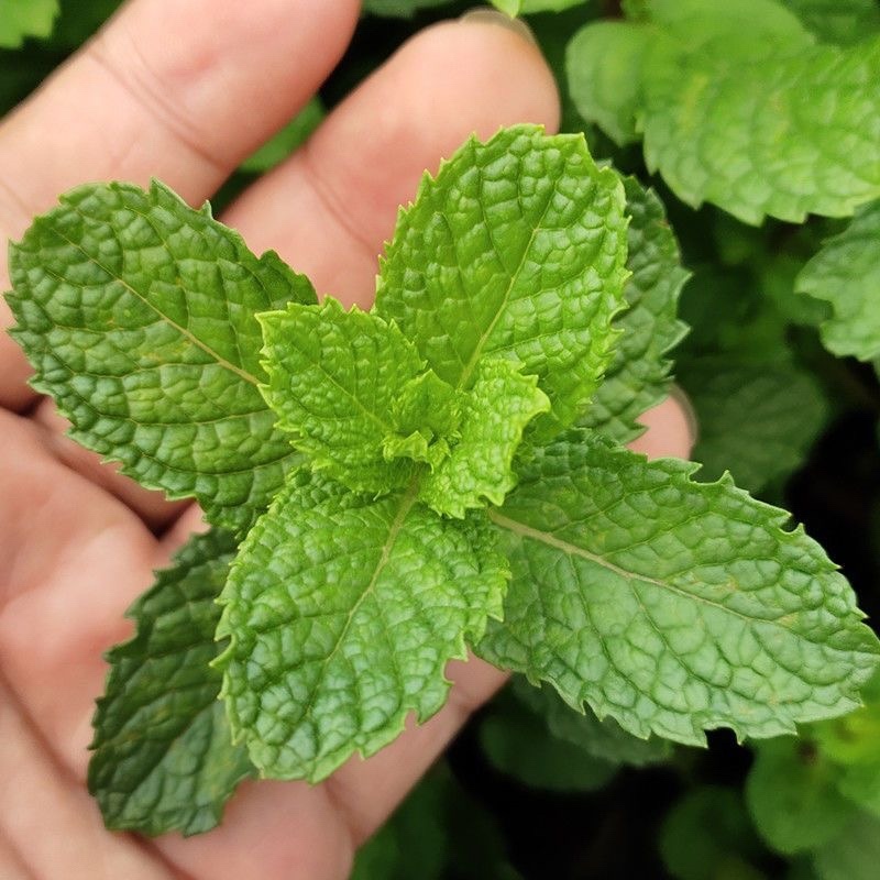 紫茎十香菜小叶十香菜香薄荷石香菜秧苗