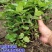 紫茎十香菜小叶十香菜香薄荷石香菜秧苗