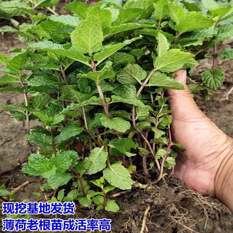 紫茎十香菜小叶十香菜香薄荷石香菜秧苗