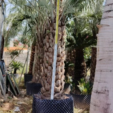 精品布迪椰子福建漳州布迪椰子棕榈树种植基地农户一手货源
