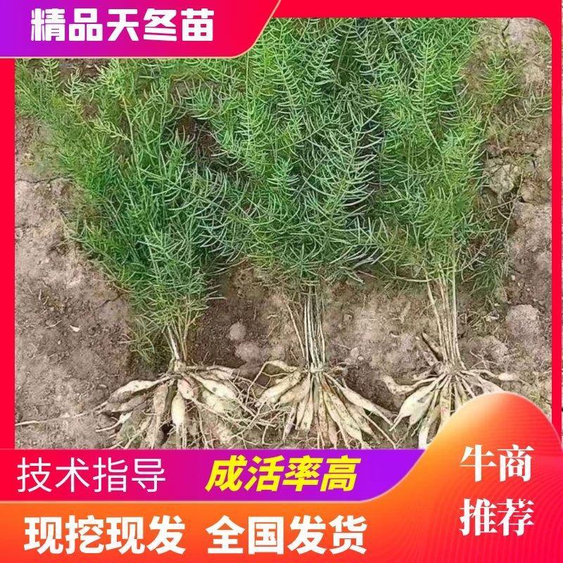 天冬种苗，良种天冬种苗5薯以上天冬苗，肉天冬