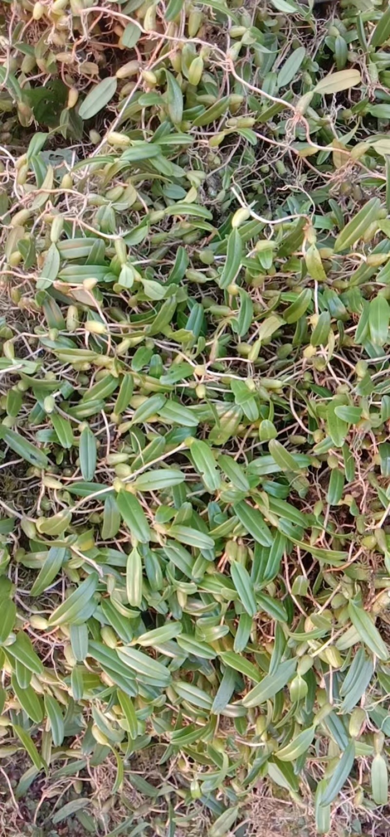 单叶小果石橄榄，需要的遇速联系