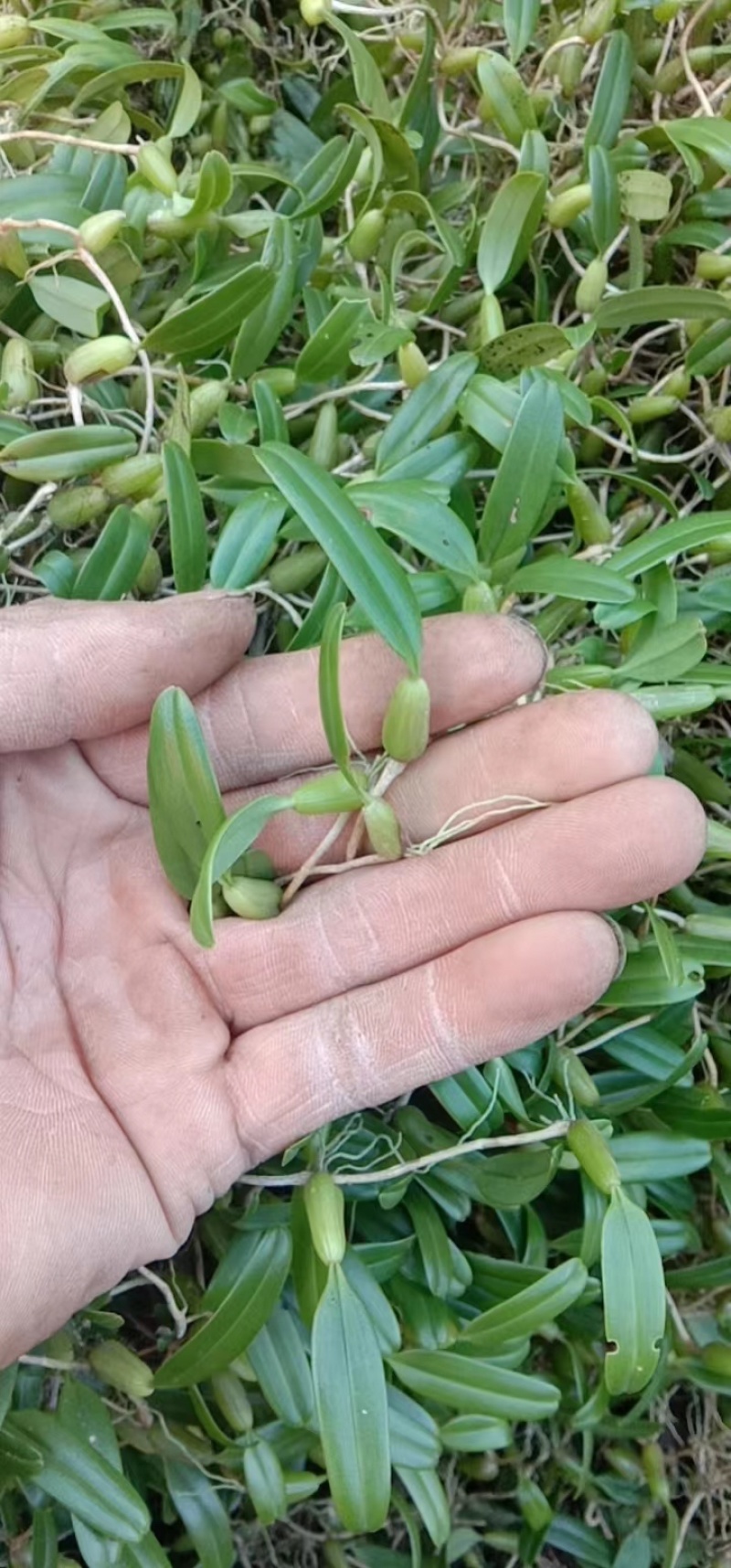 单叶小果石橄榄，需要的遇速联系