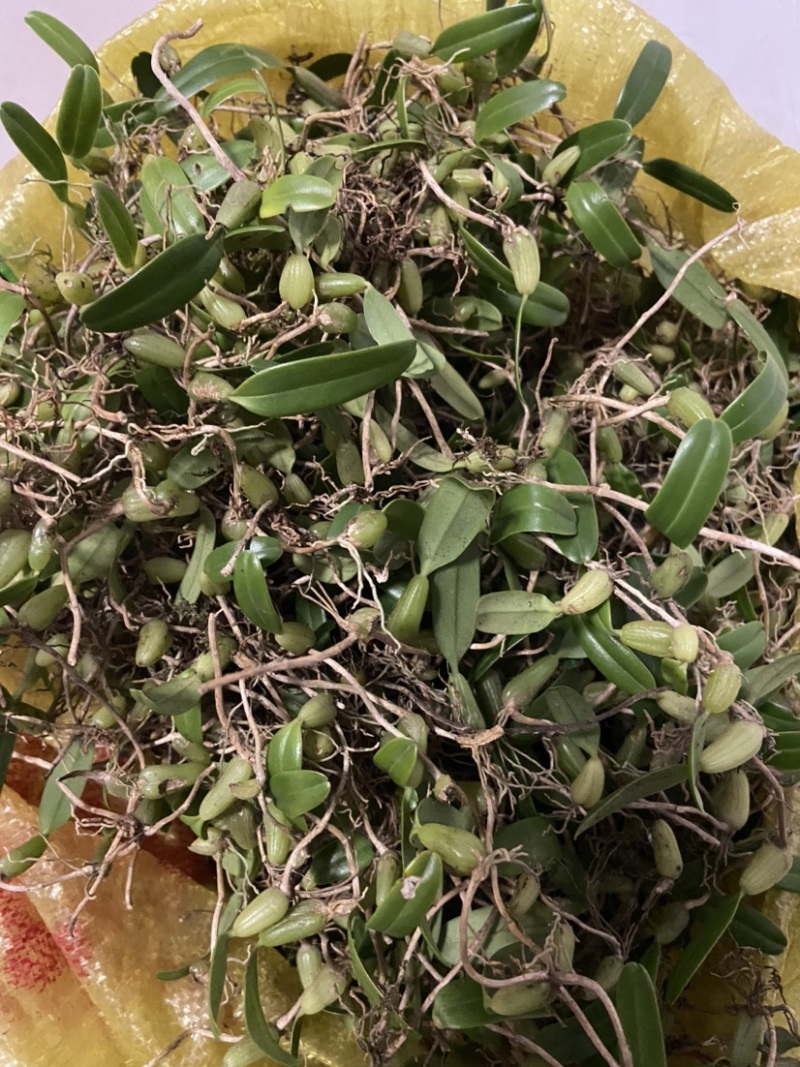 单叶小果石橄榄，需要的遇速联系