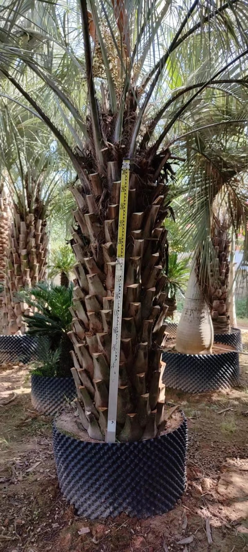 精品布迪椰子福建漳州布迪椰子棕榈树种植基地农户一手货源