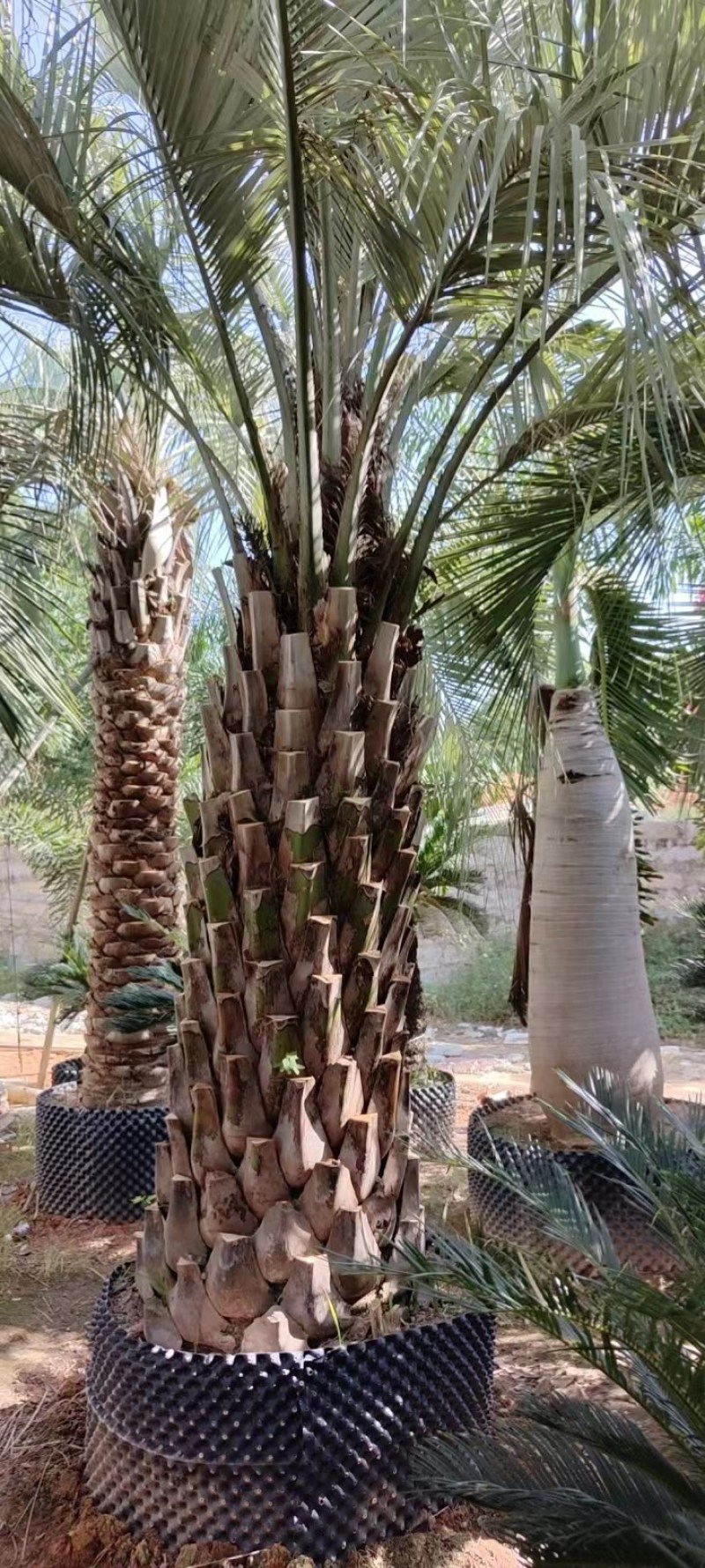精品布迪椰子福建漳州布迪椰子棕榈树种植基地农户一手货源