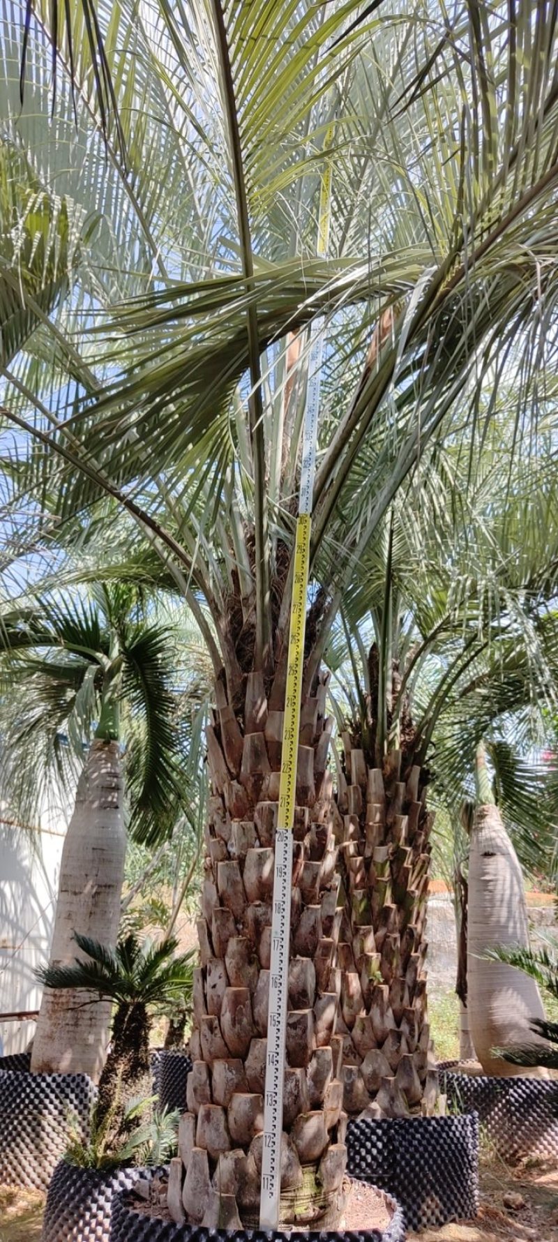 精品布迪椰子福建漳州布迪椰子棕榈树种植基地农户一手货源
