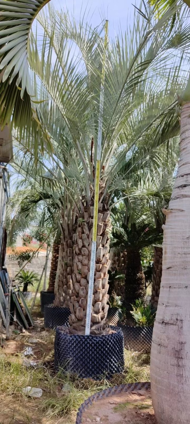 精品布迪椰子福建漳州布迪椰子棕榈树种植基地农户一手货源