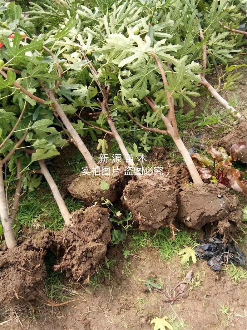 大青皮无花果苗包成活包结果支持技术指导可签合同