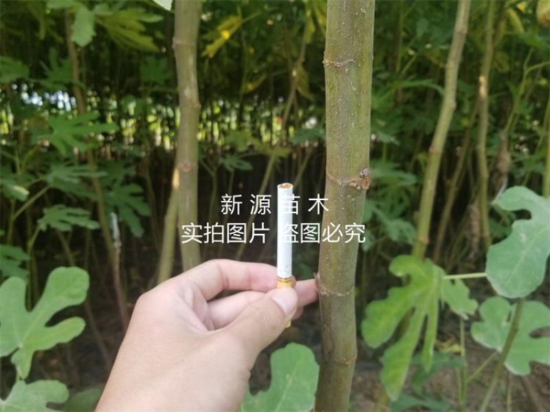 大青皮无花果苗包成活包结果支持技术指导可签合同