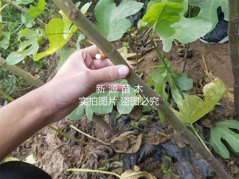 大青皮无花果苗包成活包结果支持技术指导可签合同