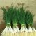 福建漳州诏安县藠头大量有货