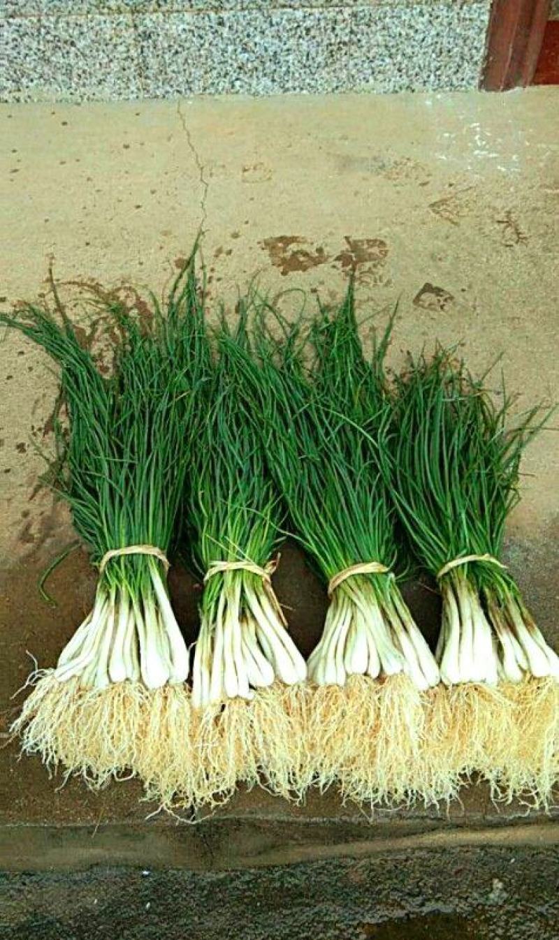 福建漳州诏安县藠头大量有货