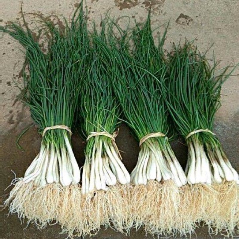 福建漳州诏安县藠头大量有货