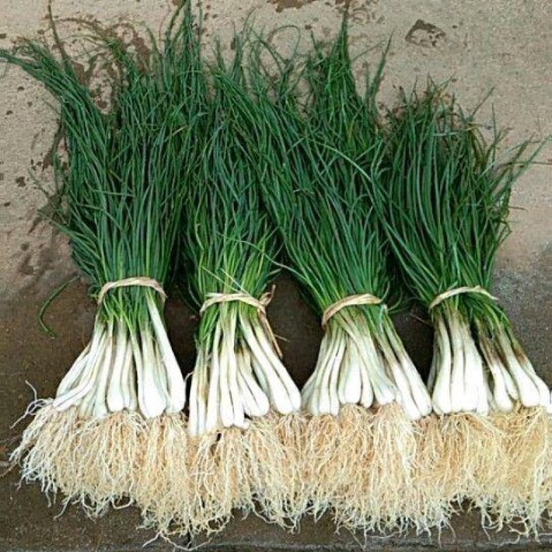 福建漳州诏安县藠头大量有货