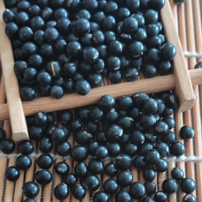 批发芽豆黑豆小扁黑/珍珠粒黑豆生豆芽豆苗做酱菜