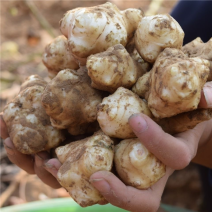 【推荐】菊芋洋姜鬼子姜产地发货质量保证欢迎