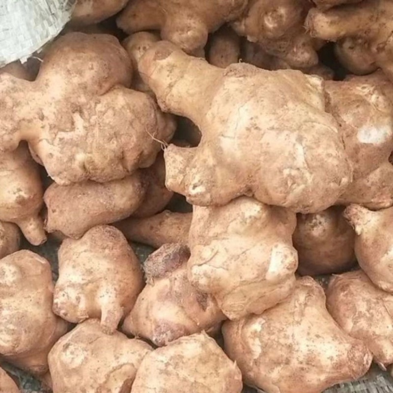 【推荐】菊芋洋姜鬼子姜产地发货质量保证欢迎联系