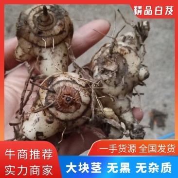 【推荐】白芨成品块茎，大块茎，药用，有极高价值，