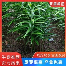 黄精种苗，老虎姜苗子，四川姜型多花不倒苗甜黄精，块茎苗