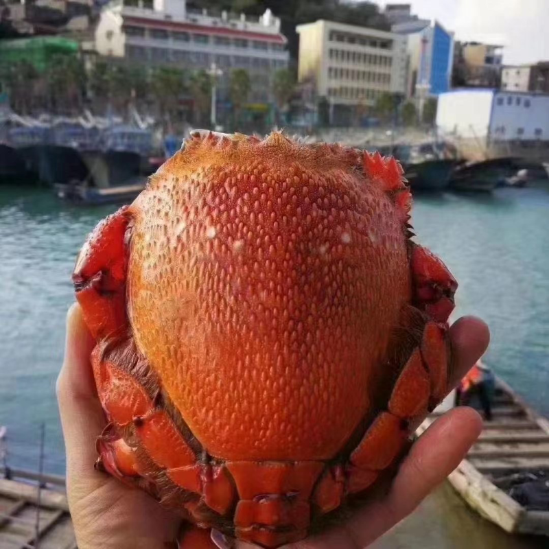 老虎蟹蛙型蟹
