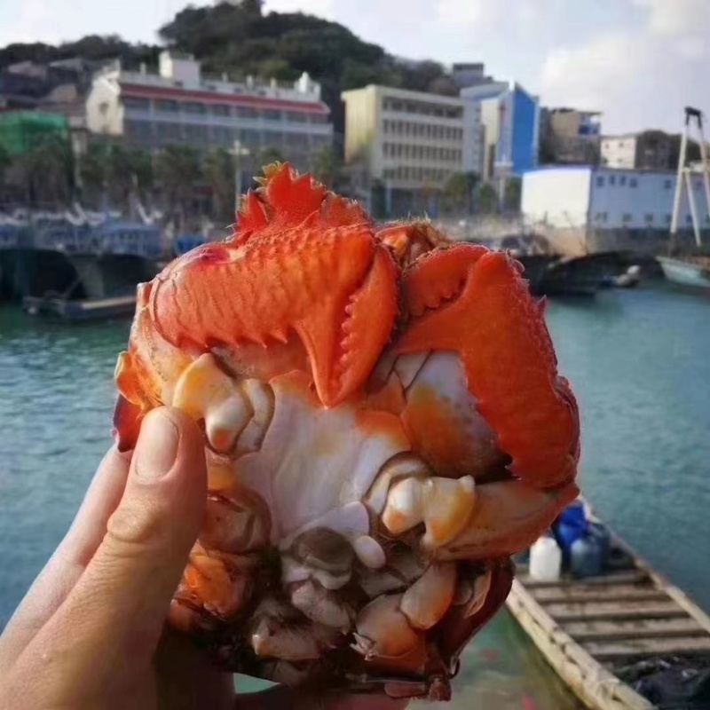 老虎蟹蛙型蟹