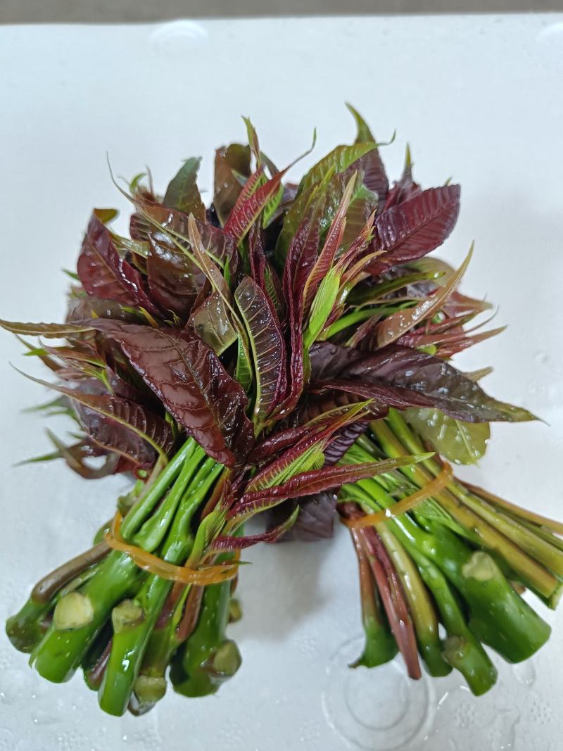 云南高海拔香椿（红油四季香椿）货量大，品质保证，诚信经营