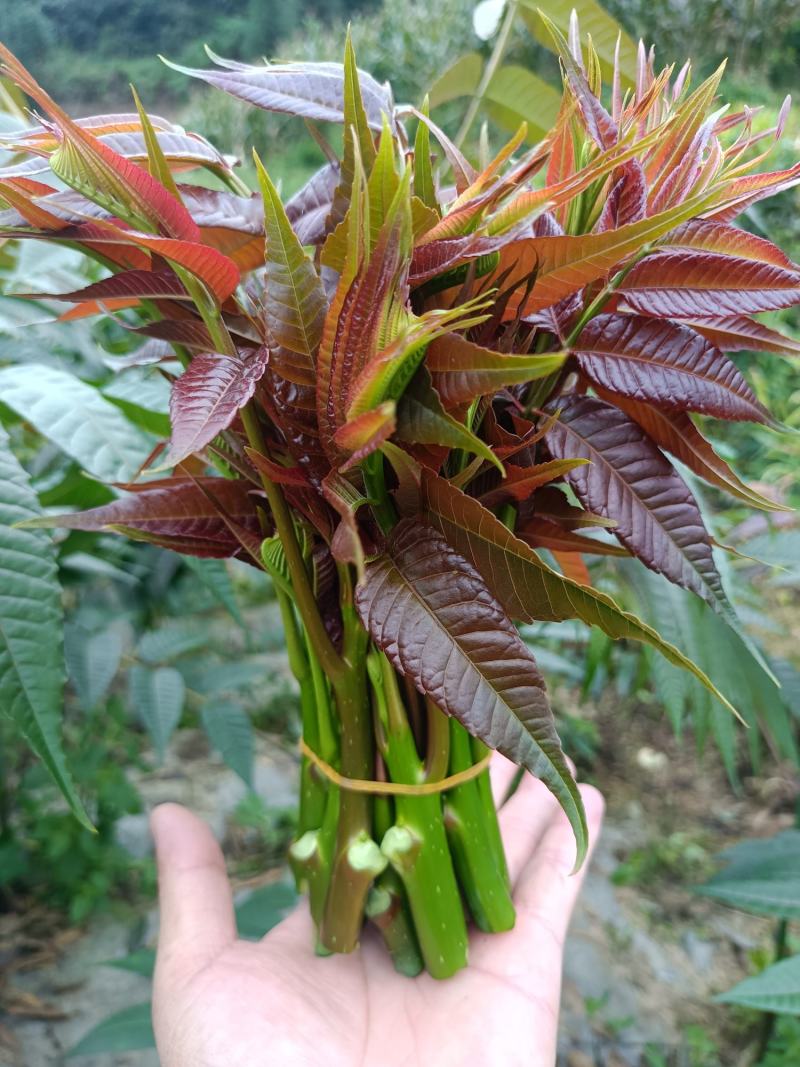 云南高海拔香椿（红油四季香椿）货量大，品质保证，诚信经营