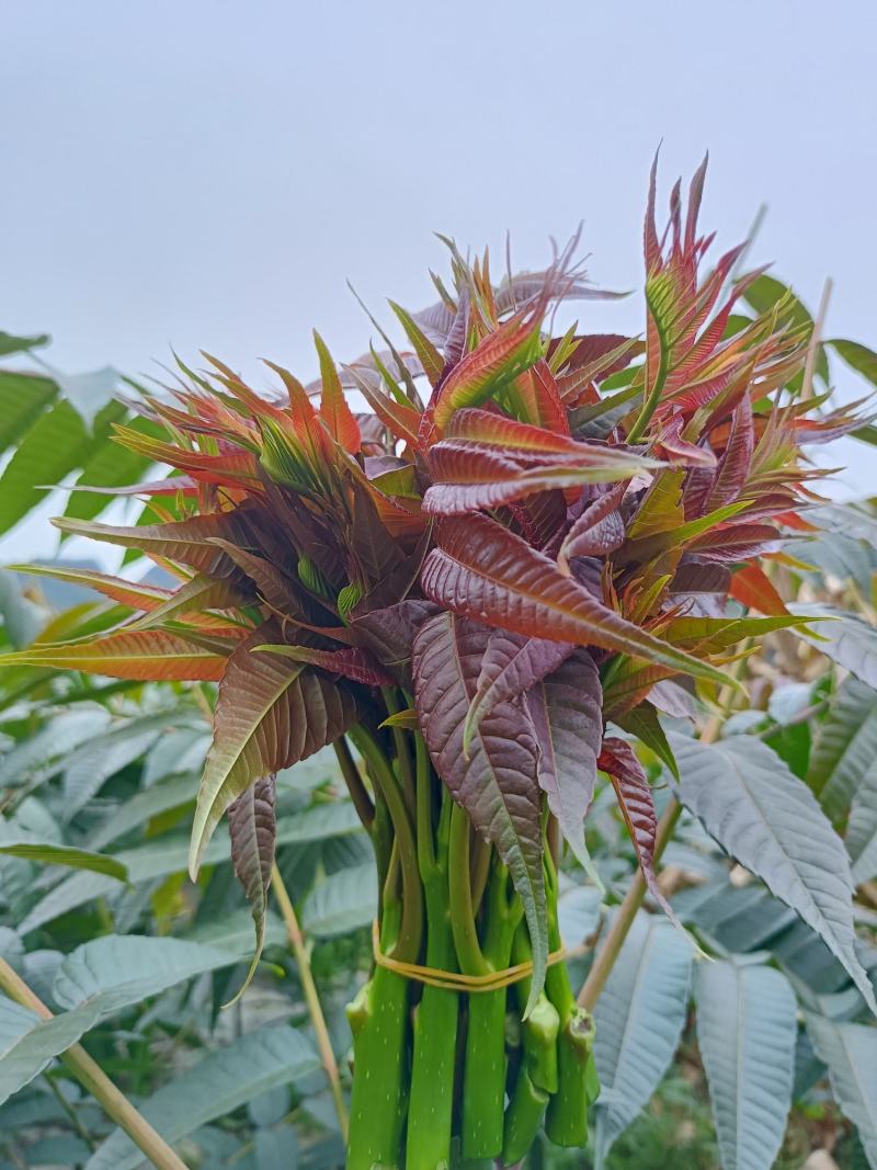 云南高海拔香椿（红油四季香椿）货量大，品质保证，诚信经营