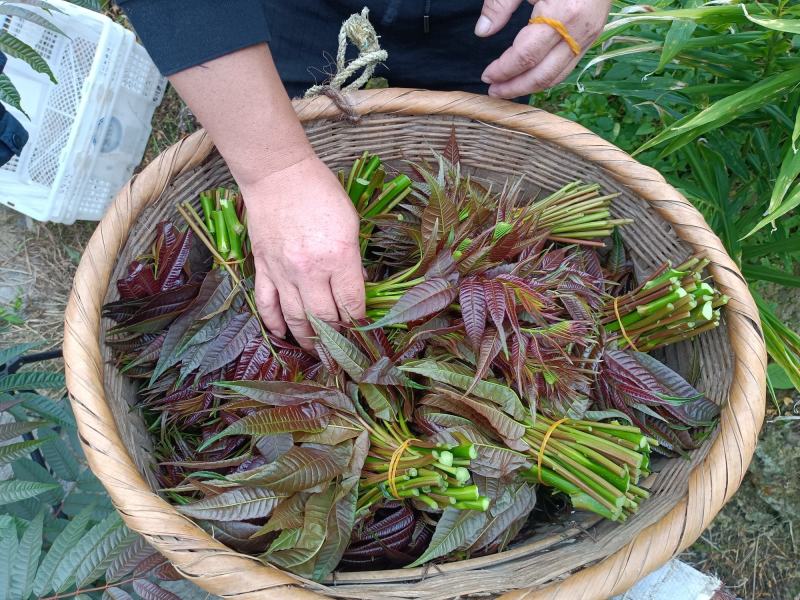 云南高海拔香椿（红油四季香椿）货量大，品质保证，诚信经营