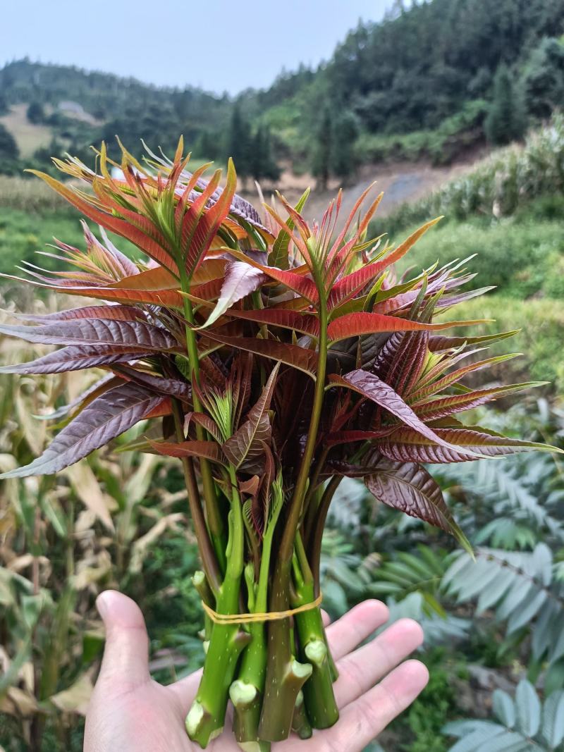 云南高海拔香椿（红油四季香椿）货量大，品质保证，诚信经营