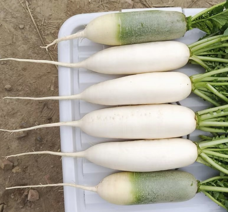 红皮萝卜的图片展示市场中摊贩售卖的红皮萝卜,整齐摆放,旁边搭配其他蔬菜,色彩丰富 红皮萝卜的图片展示市场中摊贩售卖的红皮萝卜,整齐摆放,旁边搭配其他蔬菜,色彩丰富