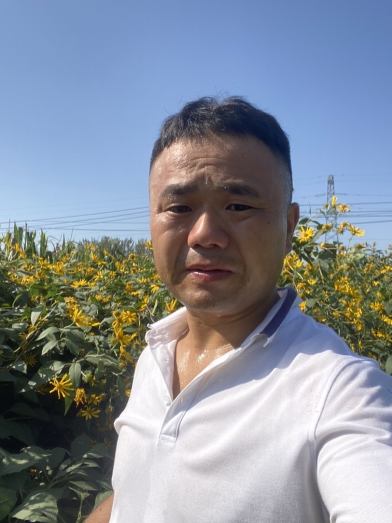 洋姜干菊芋干品饮片泡茶打粉入药自然晒干