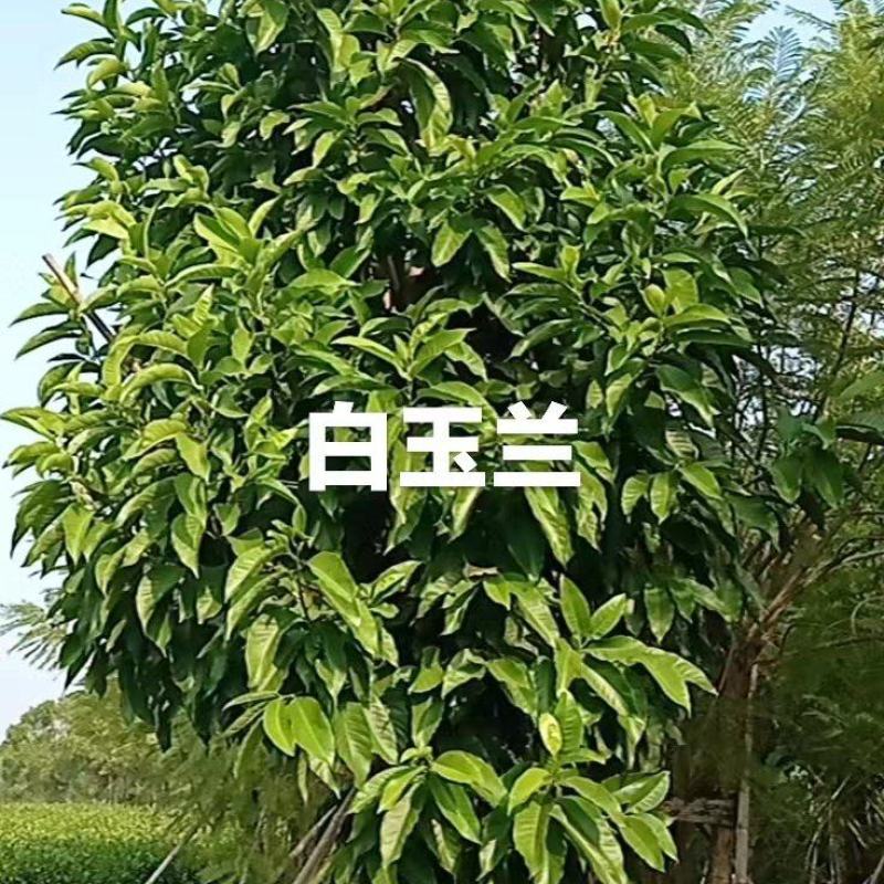 白玉兰景观树各种规格齐全，苗木基地，全年供货，欢迎选购